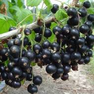 Саджанець Смородина Литвинівська в контейнері